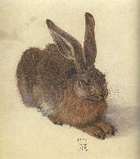 Albrecht Durer A Young Hare Spain oil painting reproduction